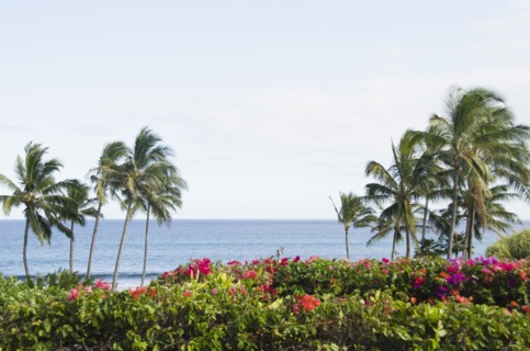 Palm trees on coast. Photo: Jamie Grill