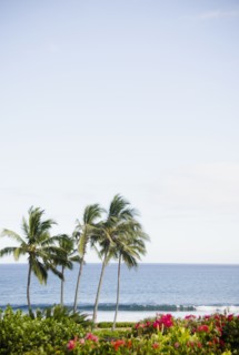 Palm trees on coast. Photo: Jamie Grill