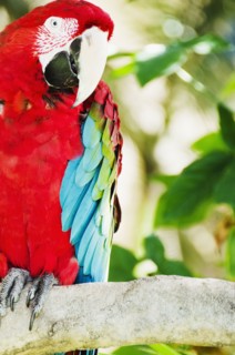 Colorful parrot. Photo : Jamie Grill