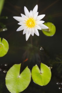 Water lily. Photo : Jamie Grill