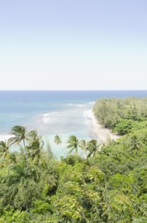 Palm trees on coast. Photo : Jamie Grill