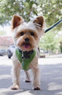 Portrait of Yorkshire terrier. Photo : Jamie Grill