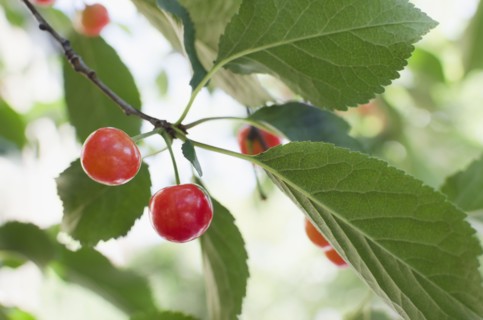 Cherries on cherry tree. Photo : Jamie Grill