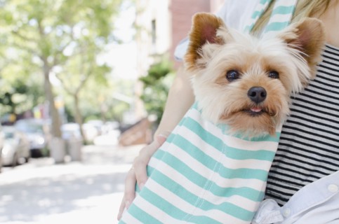 Woman carrying Yorkshire terrier. Photo : Jamie Grill