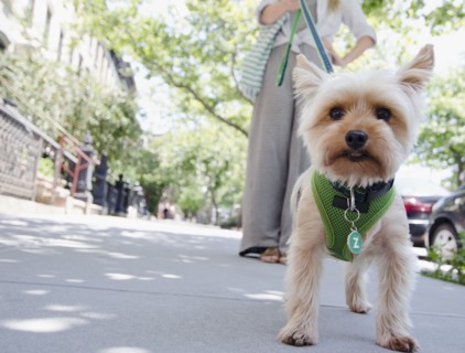 Woman walking with Yorkshire terrier. Photo : Jamie Grill