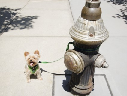 Yorkshire terrier tied to fire hydrant. Photo : Jamie Grill