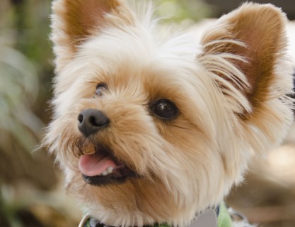 Portrait of Yorkshire terrier. Photo : Jamie Grill