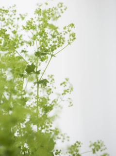 Studio shot of green plants. Photo : Jamie Grill
