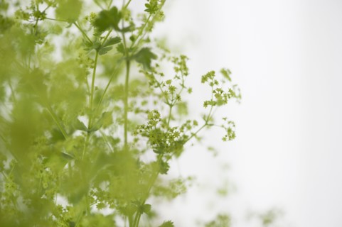 Studio shot of green plants. Photo : Jamie Grill