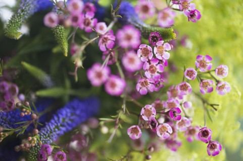 Studio shot of wildflowers. Photo : Jamie Grill