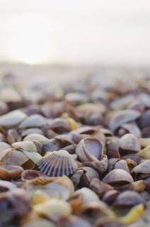Shells on beach. Photo : Jamie Grill