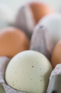 Close-up of eggs in carton. Photo : Daniel Grill