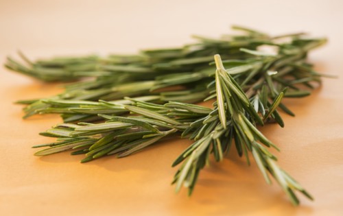 Studio shot of rosemary. Photo : Daniel Grill