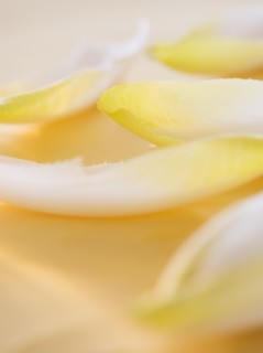 Studio Shot of chicory leaves. Photo : Daniel Grill
