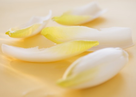 Studio Shot of chicory leaves. Photo : Daniel Grill
