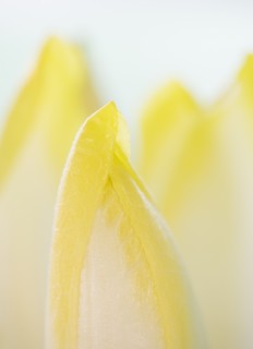 Studio Shot of chicory leaves. Photo : Daniel Grill