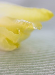 Studio Shot of chicory leaves. Photo : Daniel Grill