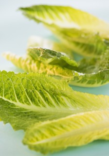 Romaine Lettuce leaves, studio shot . Photo : Daniel Grill
