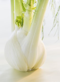 Studio Shot of fennel. Photo : Daniel Grill