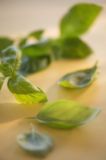 Studio Shot of basil. Photo : Daniel Grill
