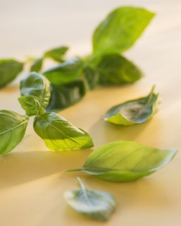 Studio Shot of basil. Photo : Daniel Grill