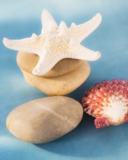 Composition of dry starfish, sea shell and pebble on blue background. Photo : Daniel Grill