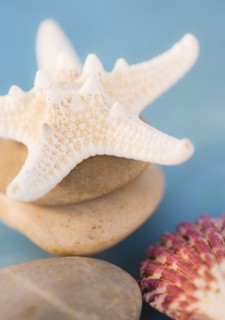 Composition of dry starfish, sea shell and pebble on blue background. Photo : Daniel Grill
