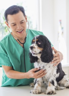 Mid adult vet attending to dog. Photo : Daniel Grill
