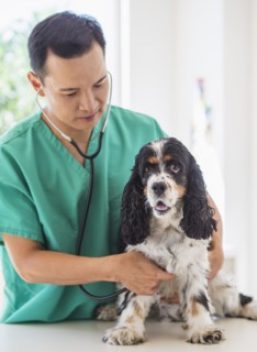 Mid adult vet attending to dog. Photo : Daniel Grill