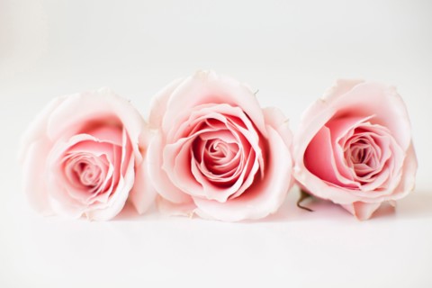 Studio shot of pink roses. Photo: Jessica Peterson