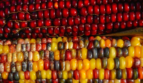 Seasonal indian corn.