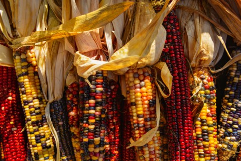 Seasonal indian corn.
