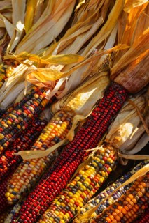 Seasonal indian corn.
