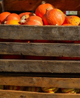Crate of pumpkins.