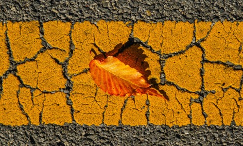 Fallen leaf on asphalt.