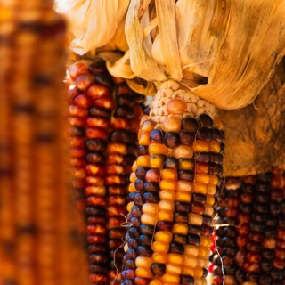 Seasonal indian corn.