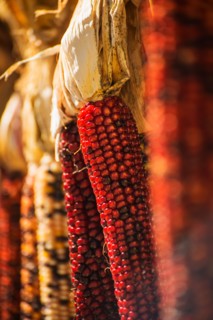 Seasonal indian corn.