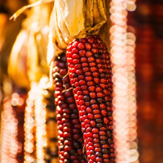 Seasonal indian corn.