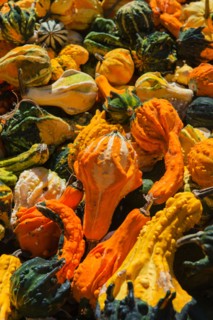 Heap of gourds.