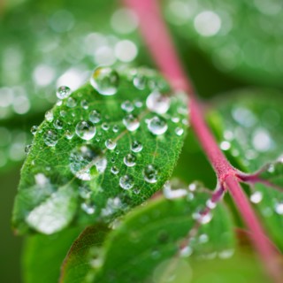 Wet leaves.