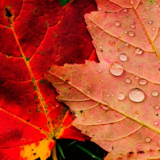 Wet autumn leaves.