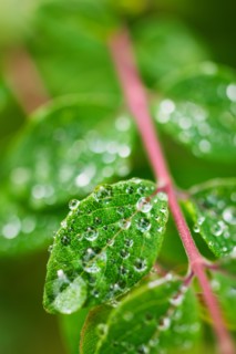 Close-up of droplets on leaf.