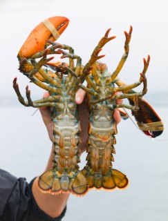 Man holding lobsters. Portland, Maine.