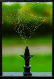 Spider web and part of fence. Portland, Maine.
