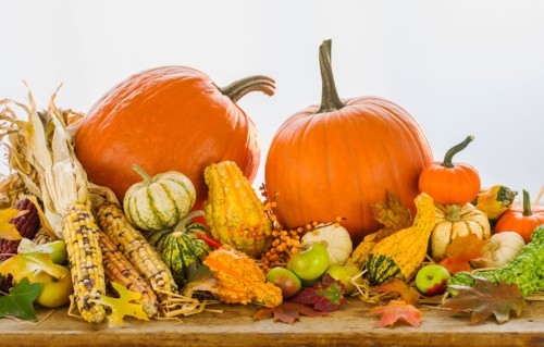 Still life with pumpkins, apples and corn.