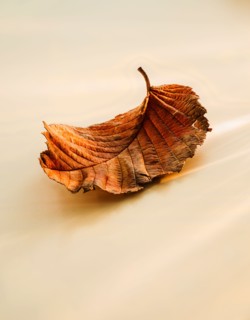 Close-up of brownish leaf.