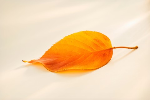 Close-up of orange leaf.