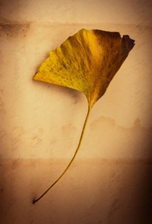 Dry ginkgo leaf.