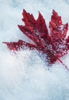 Studio shot of red maple leaf on artificial snow