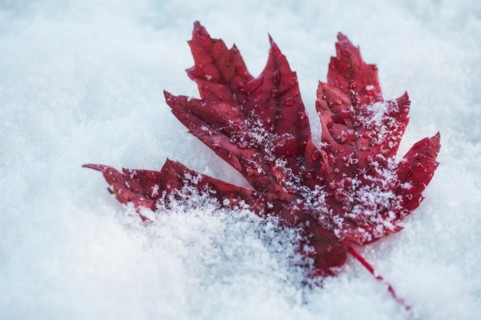Studio shot of red maple leaf on artificial snow
